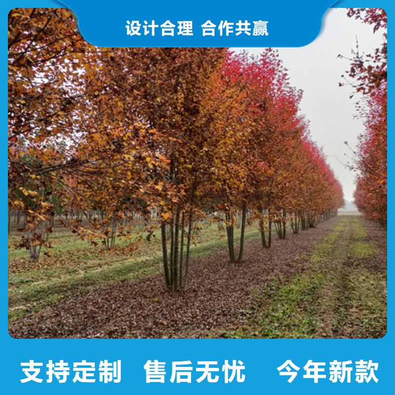 法桐小苗欢迎来电绿化乔木同城货源