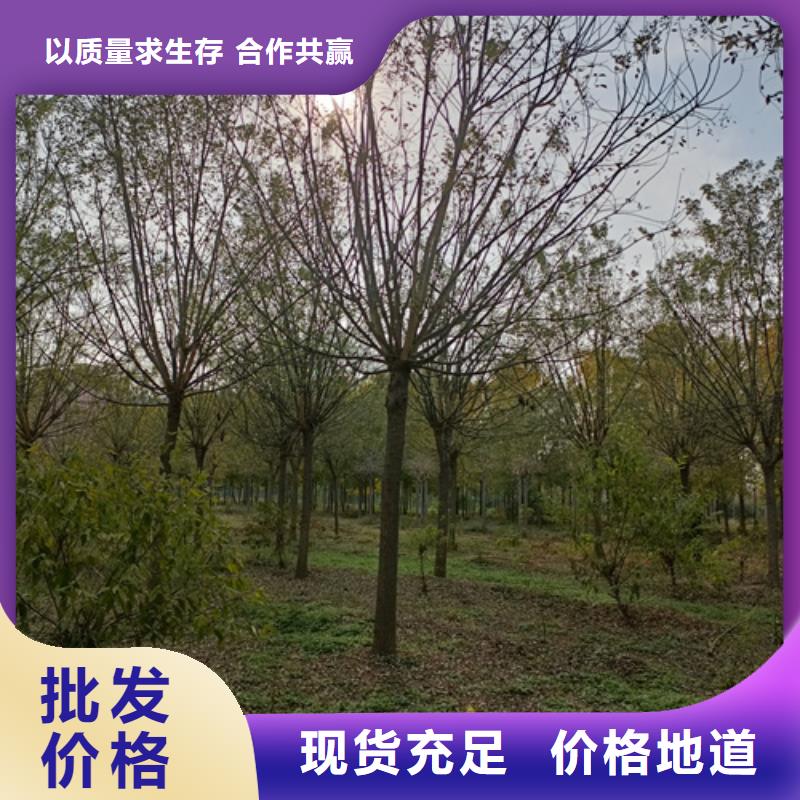 法桐采购价格苗木基地当地公司