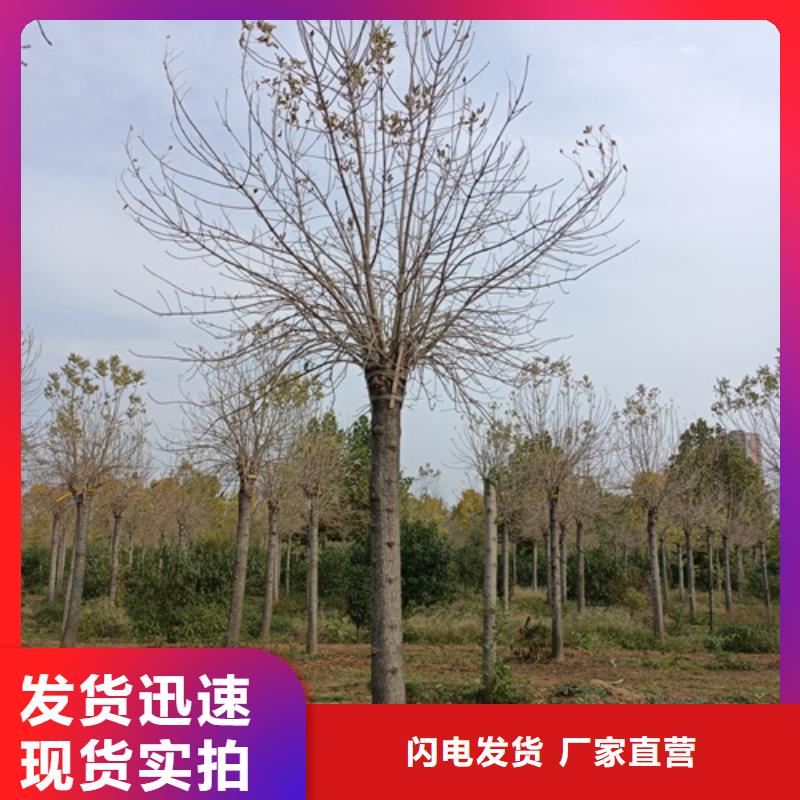 法桐小苗生产销售价格实在