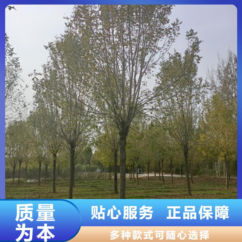法桐-美國紅楓從廠家買售后有保障當?shù)厣a(chǎn)商