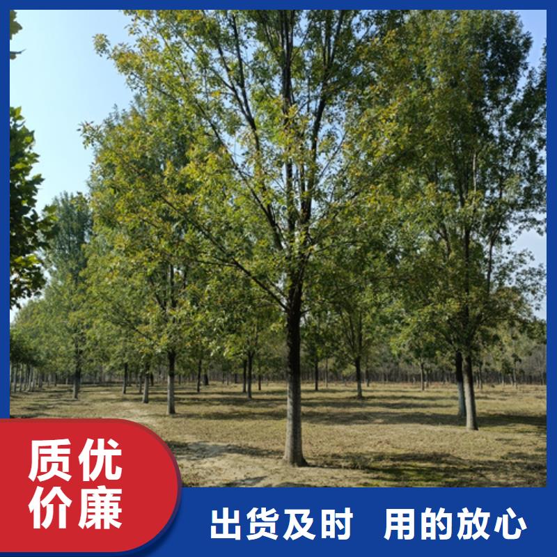 批发造型法桐_优质厂家现货直供
