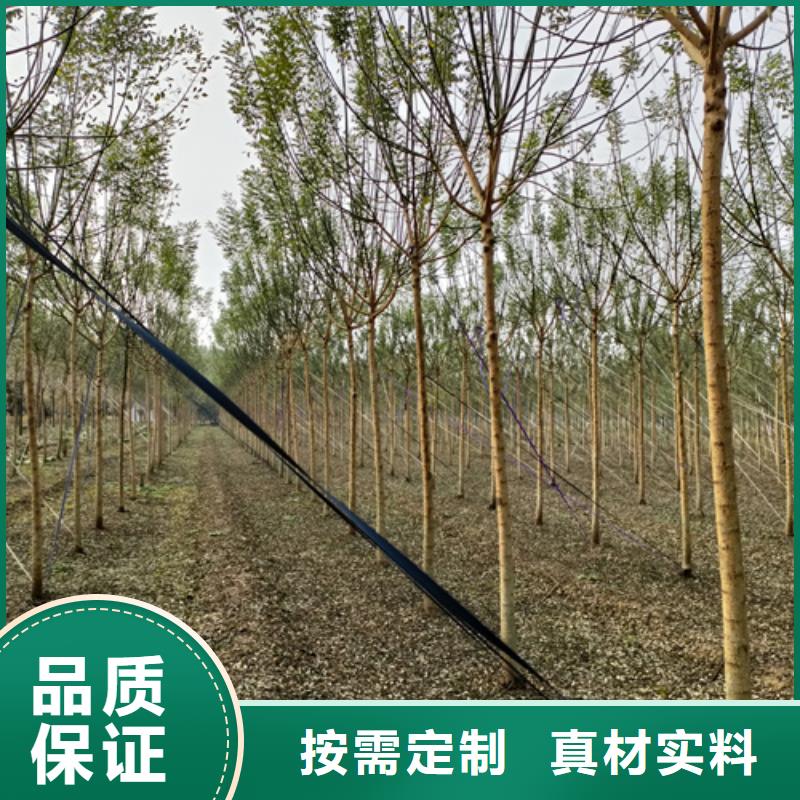 速生法桐今日行情產(chǎn)品實(shí)拍