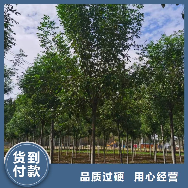 靠譜的法桐小苗基地本地生產(chǎn)商