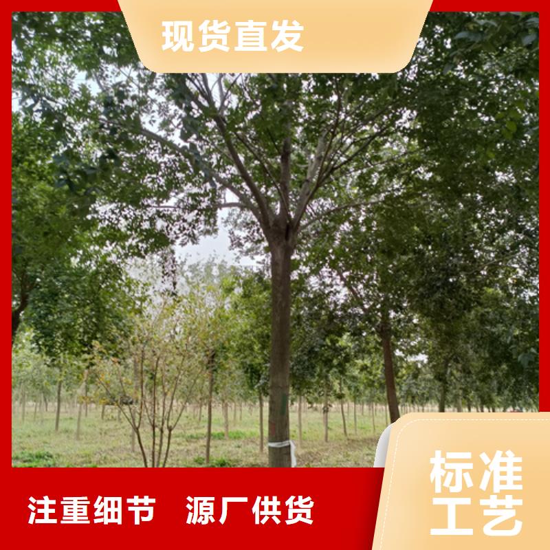 法桐小苗庫(kù)存充足可放心采購(gòu)