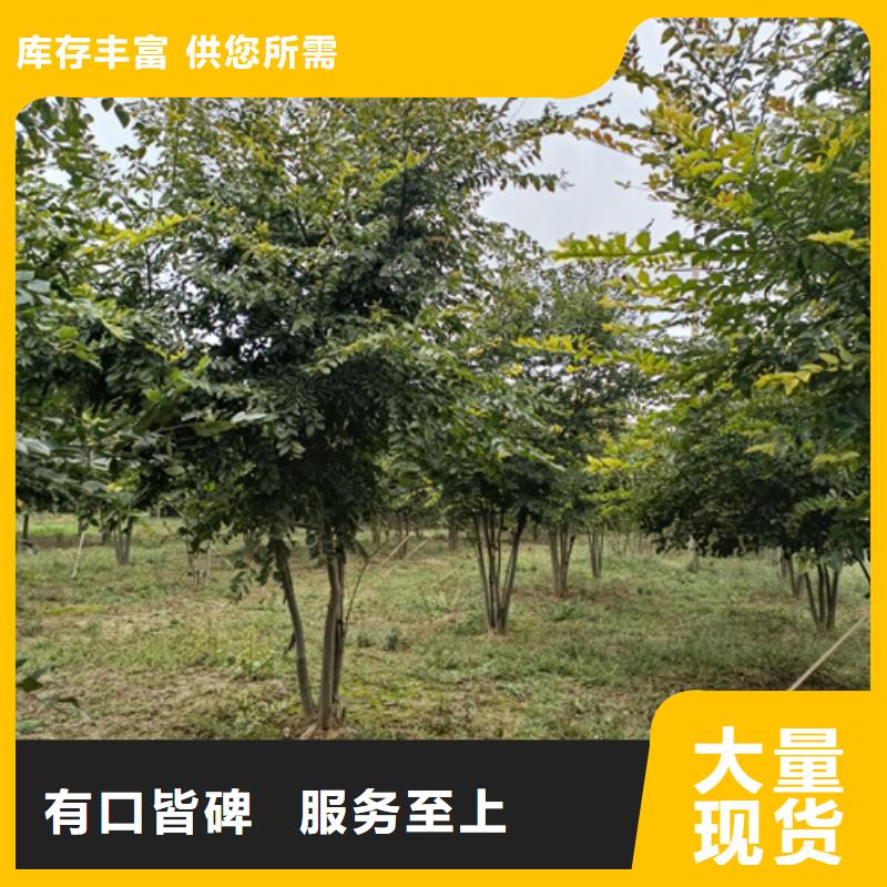 質(zhì)量可靠的法桐小苗廠商本地公司