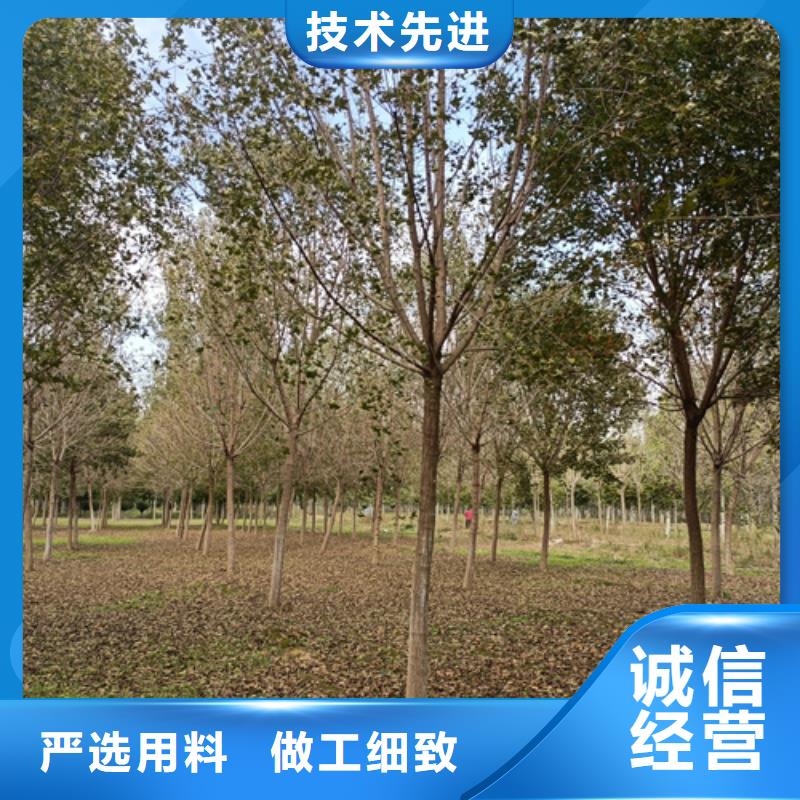 法桐小苗-法桐小苗暢銷貨源穩(wěn)定