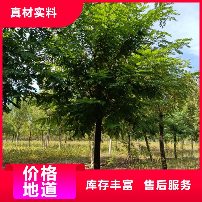 速生法桐贴心售后同城品牌