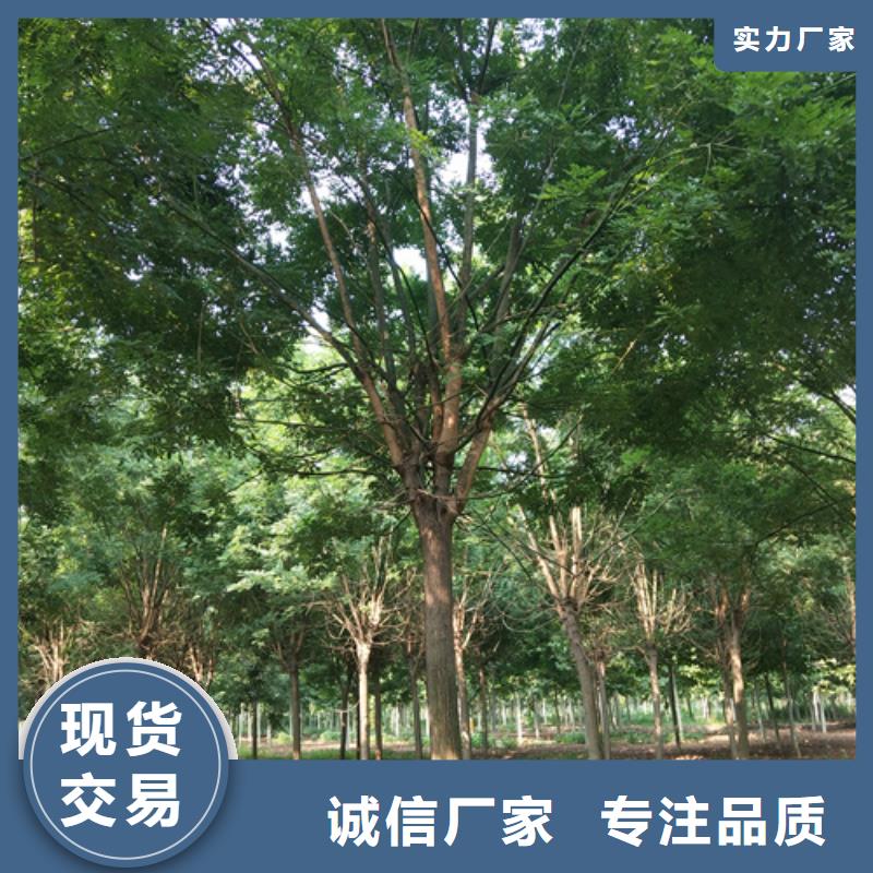 法桐種植基地綠化喬木優(yōu)質(zhì)材料廠家直銷