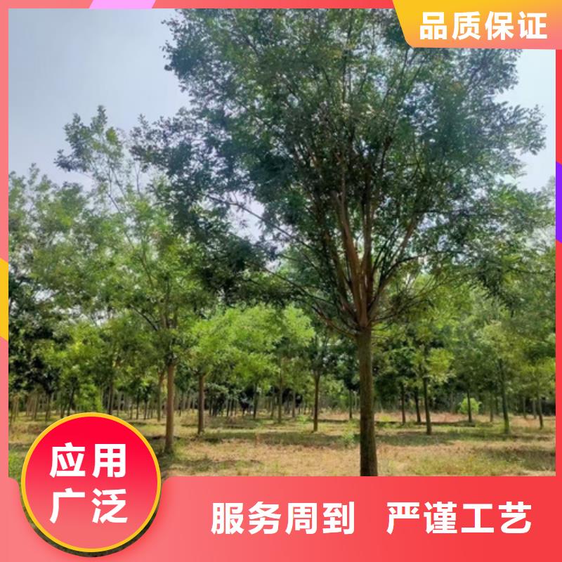 造型法桐-回購率高當?shù)貜S家