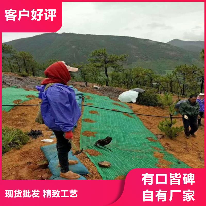 加筋植物纖維毯-植草纖維毯-草種加筋抗沖毯量大從優(yōu)