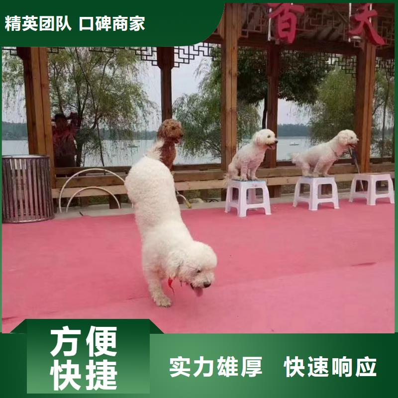 雜技表演租賃選擇我們明智質(zhì)量保證