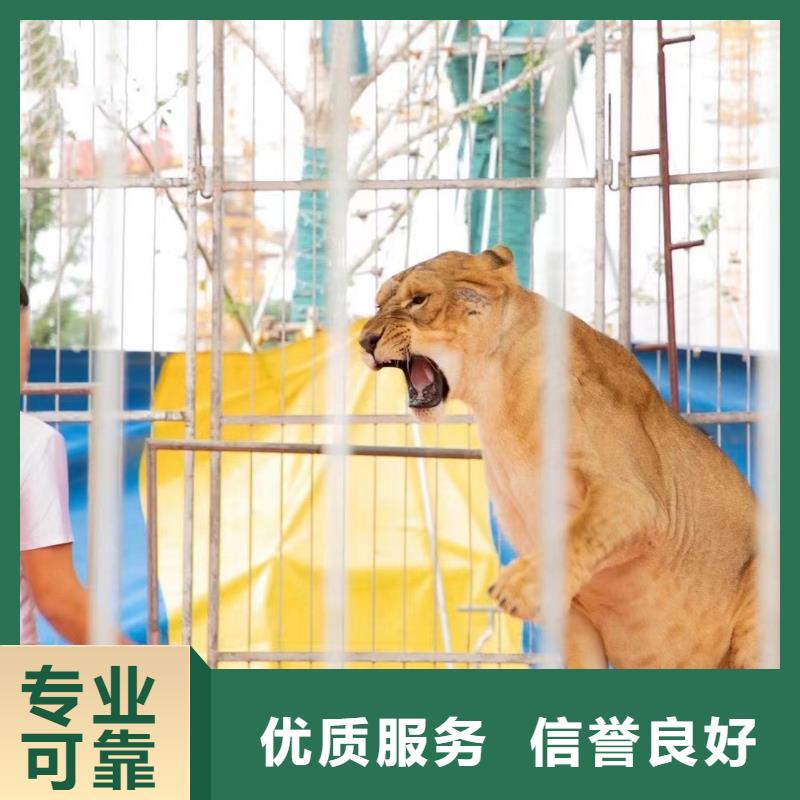 哪有租赁羊驼的当地供应商