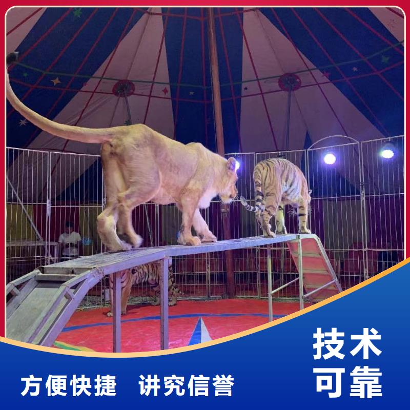 马戏团表演租赁公司正规公司优质服务