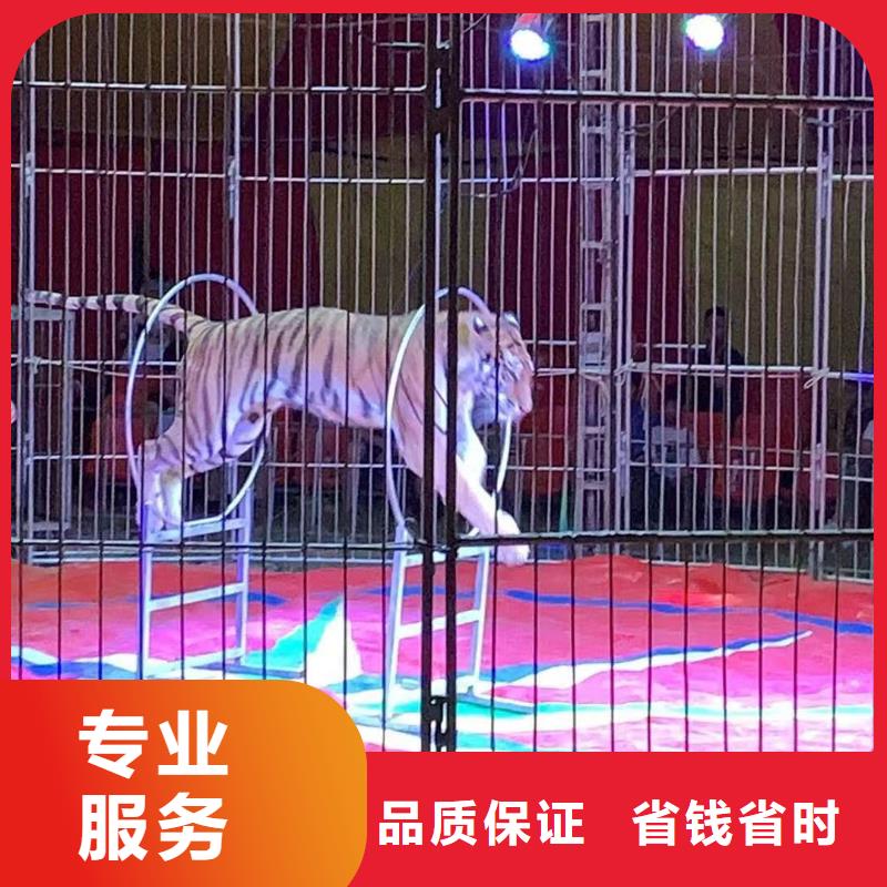 羊驼出租服务全国齐全