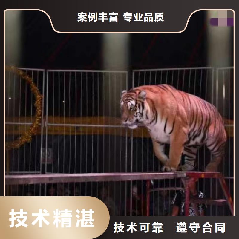 马戏团/羊驼鹦鹉表演服务周到当地生产商