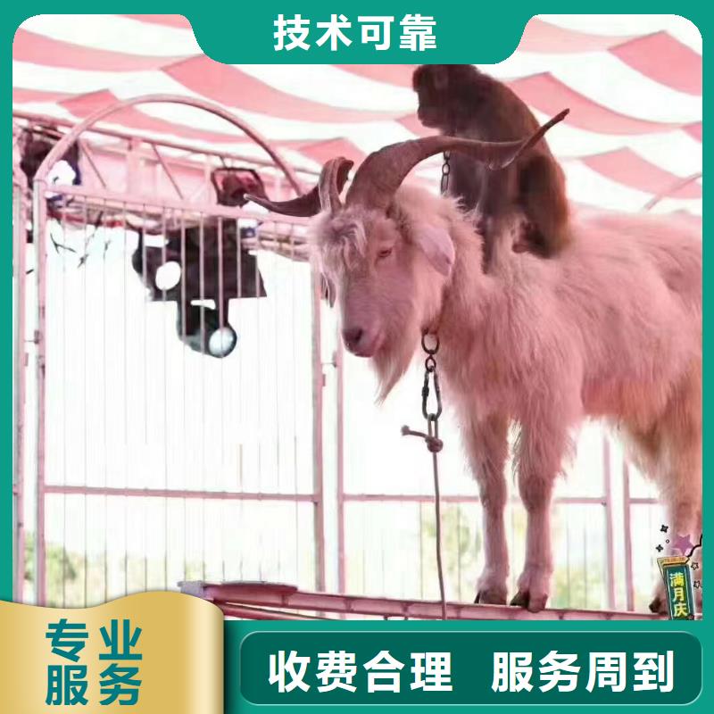 动物表演出租同城生产厂家