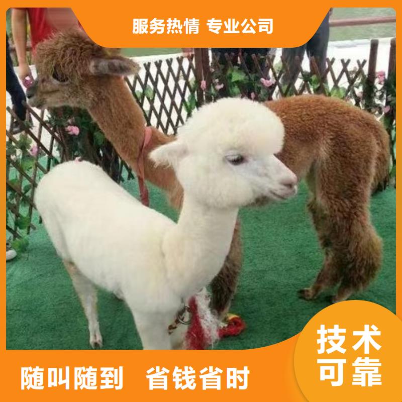 馬戲團(tuán)/羊駝美人魚表演品質(zhì)卓越注重質(zhì)量