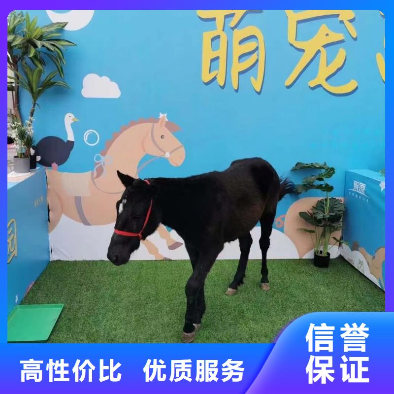 马戏团/羊驼,海狮表演出租正规公司高性价比