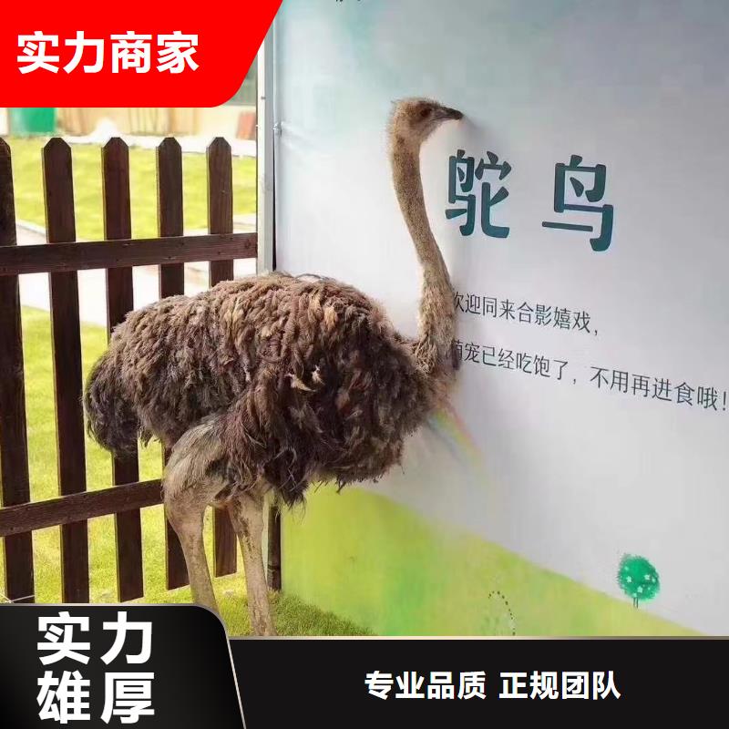 动物租赁活动案例口碑公司