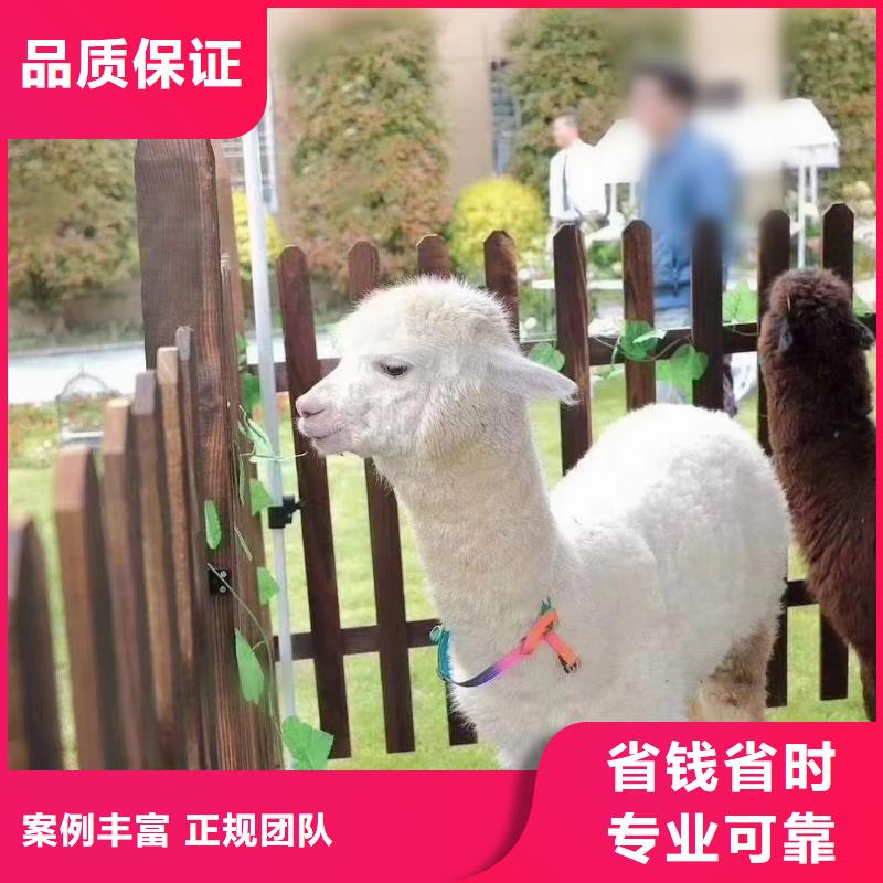 哪有出租羊駝的一手資源服務至上
