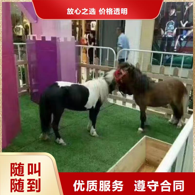 马戏团表演租赁实力强同城制造商