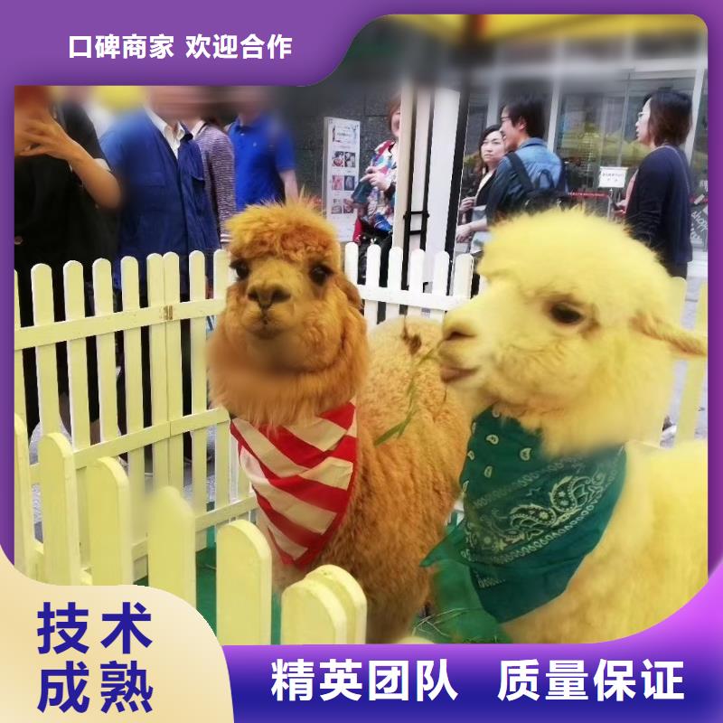 萌宠展租赁活动庆典快速