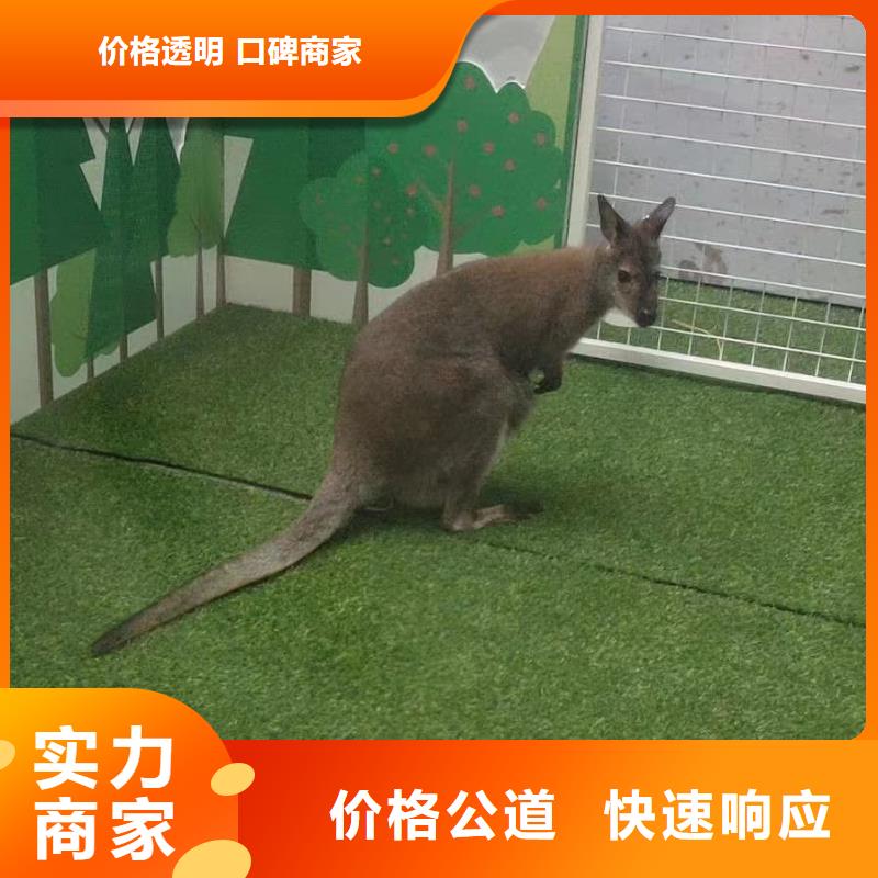 羊驼租赁马戏团表演资质齐全质优价廉