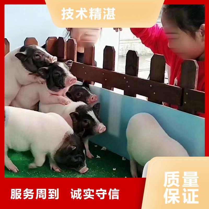 【马戏团/羊驼观赏性羊驼租赁信誉良好】优质服务