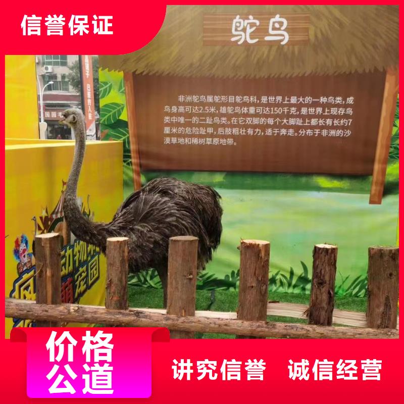 #杂技表演租赁#性价比高同城生产厂家