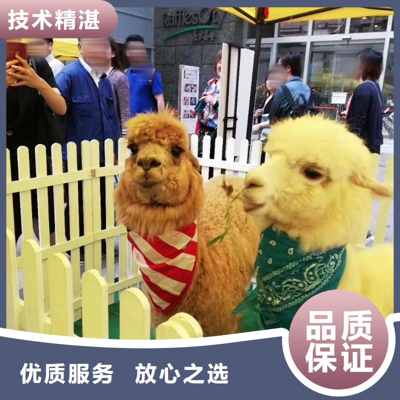 周边羊驼租赁公司正规团队