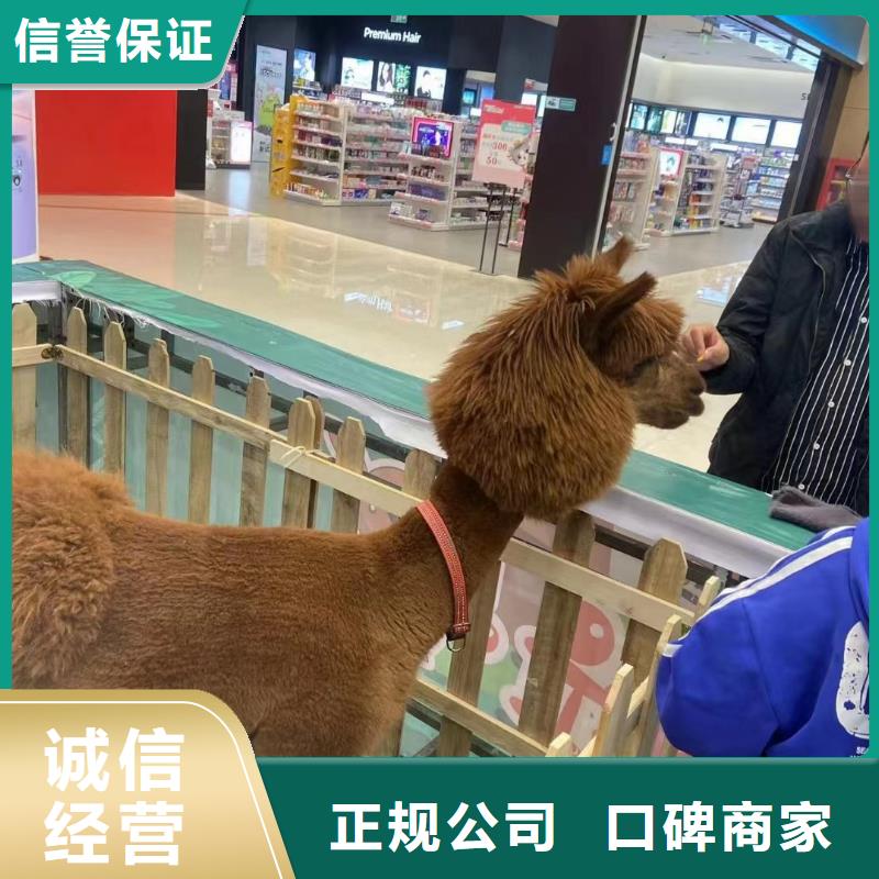 马戏团/羊驼马戏团表演出租租赁技术好团队