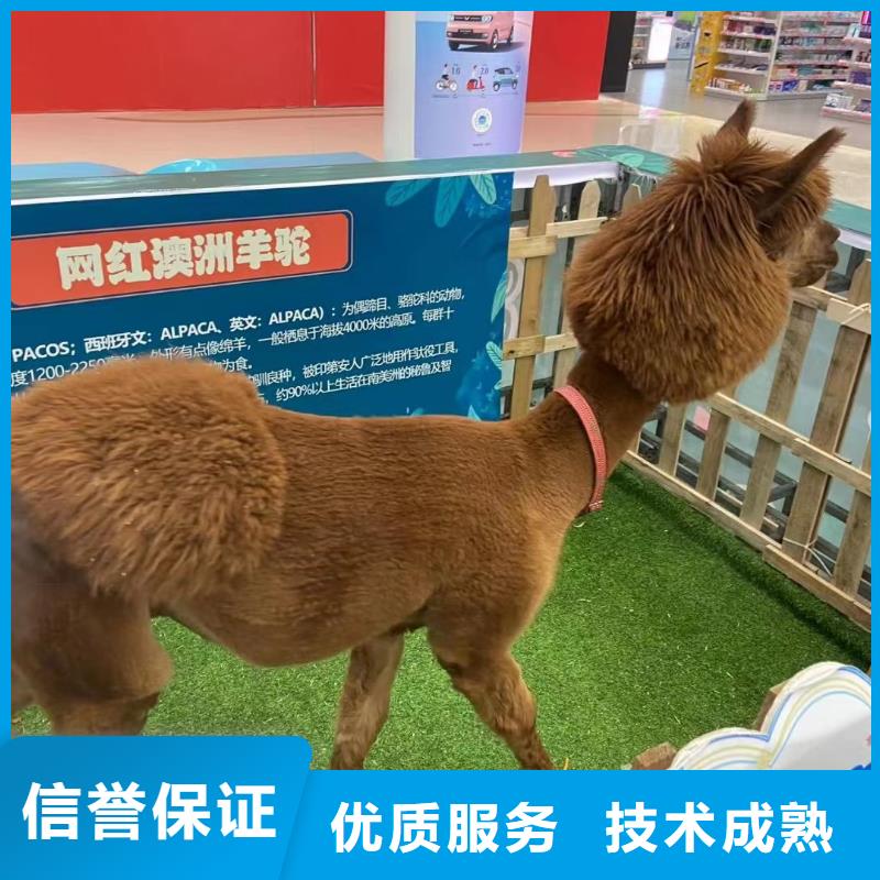 馬戲團(tuán)/羊駝,小馬戲出租質(zhì)優(yōu)價(jià)廉同城制造商