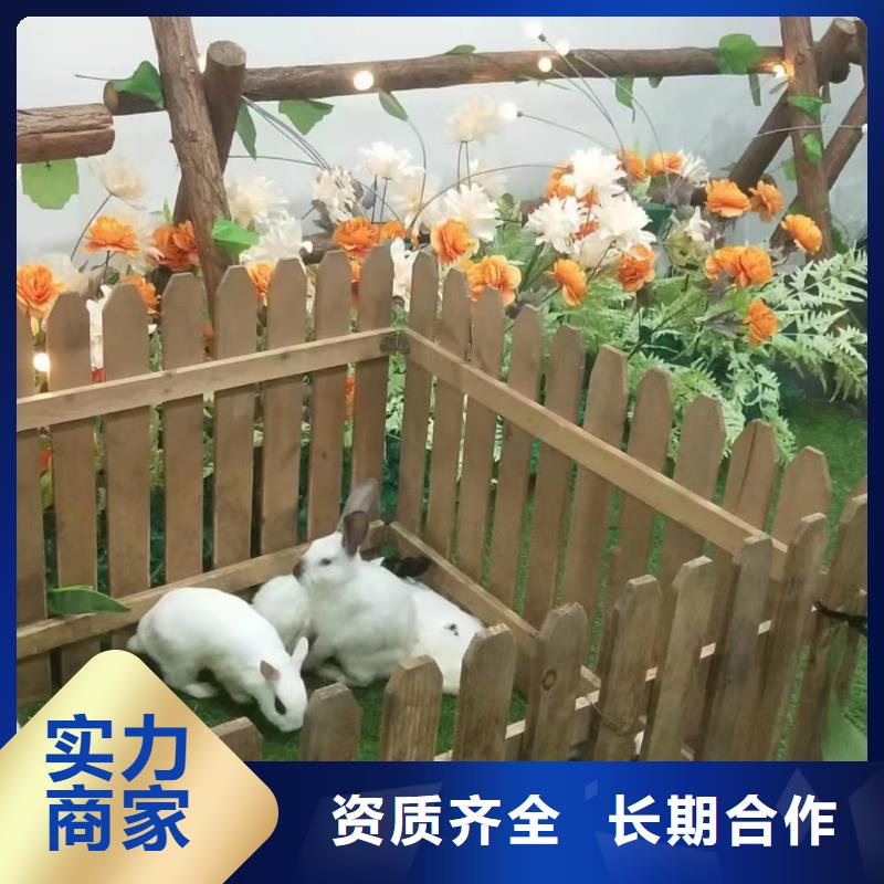 哪有出租馬戲團的同城服務商