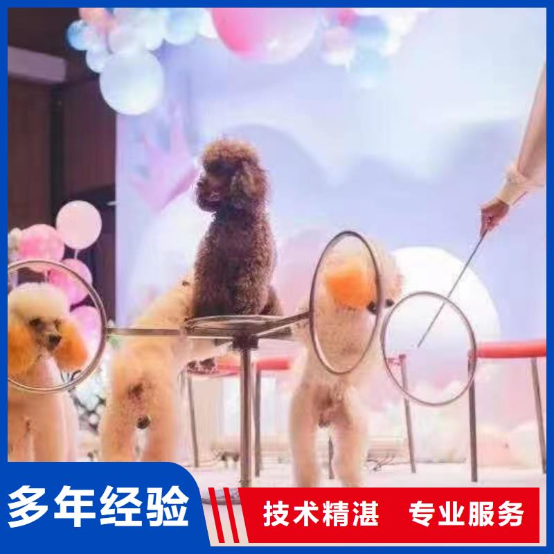 【馬戲團(tuán)/羊駝【出租企鵝表演】行業(yè)口碑好】價格公道