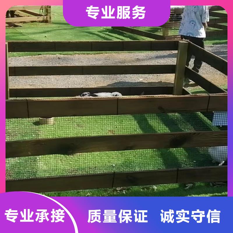 馬戲團/羊駝,【出租馬戲表演】省錢省時知名公司