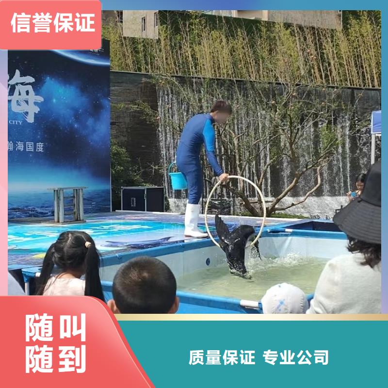 海狮表演暖场方案收费合理