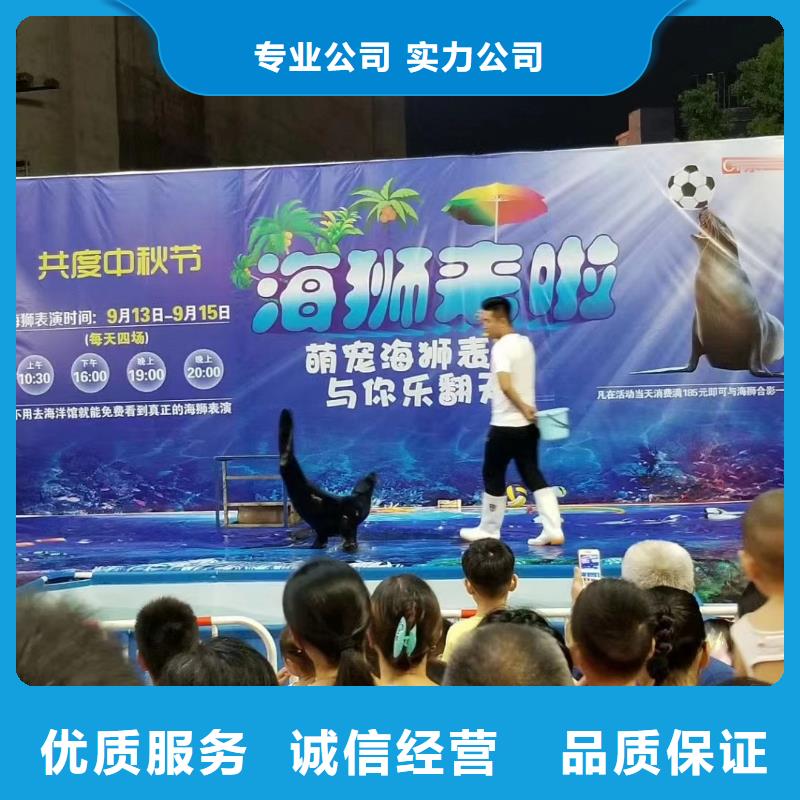 海洋主題動物表演羊駝出租放心之選匠心品質(zhì)