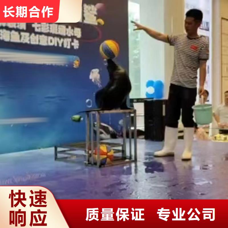 【海洋主题动物表演】海狮表演出租精英团队质优价廉