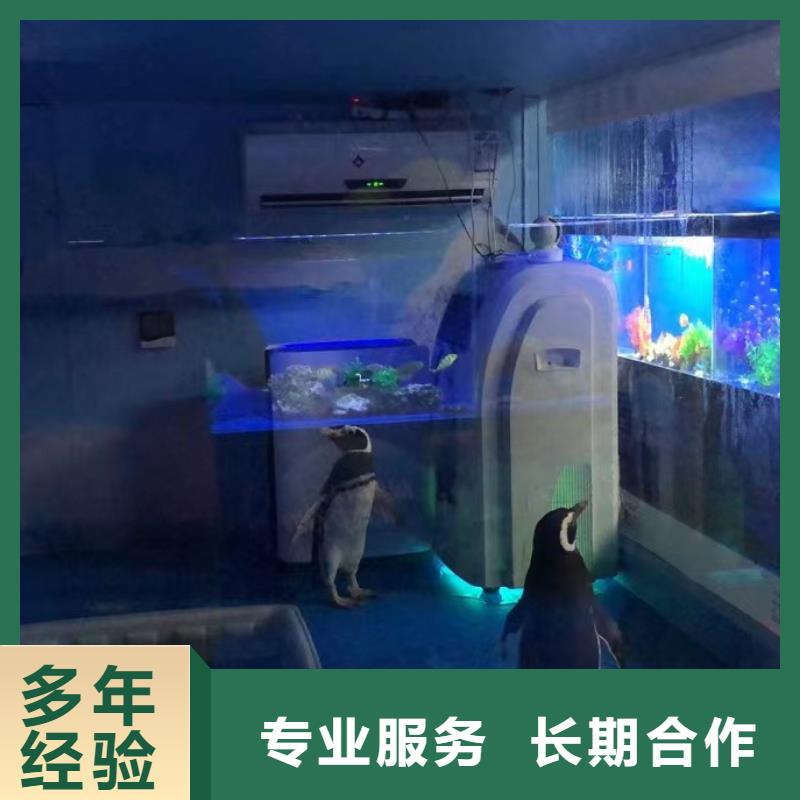哪有出租企鹅的价格优惠一对一服务