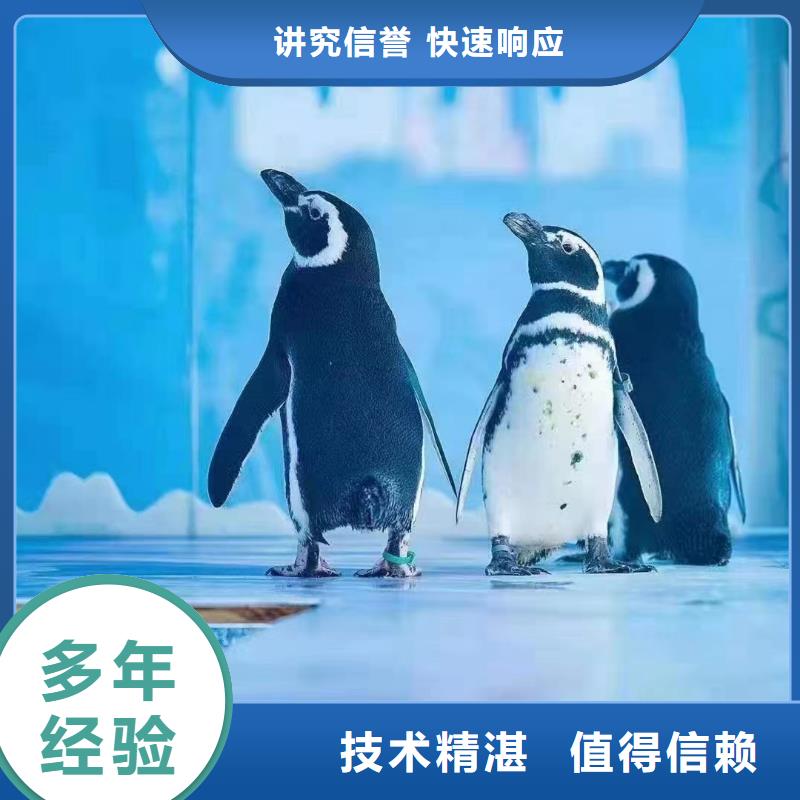 海洋主题动物表演企鹅租赁口碑公司优质服务