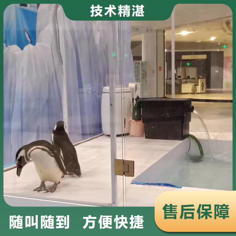 批發(fā)哪有出租海獅表演的的公司{當(dāng)?shù)貆制造商