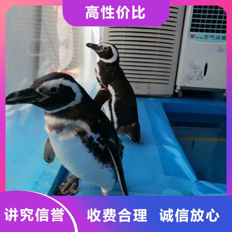 美人魚(yú)表演出租放心之選
