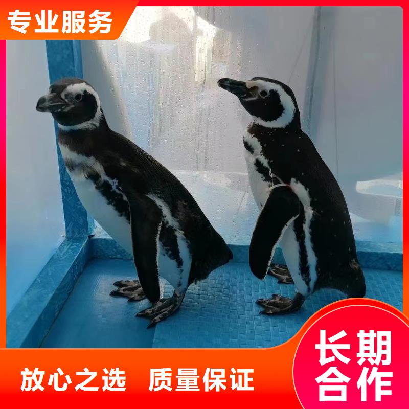 美人鱼表演出租联系方式同城供应商