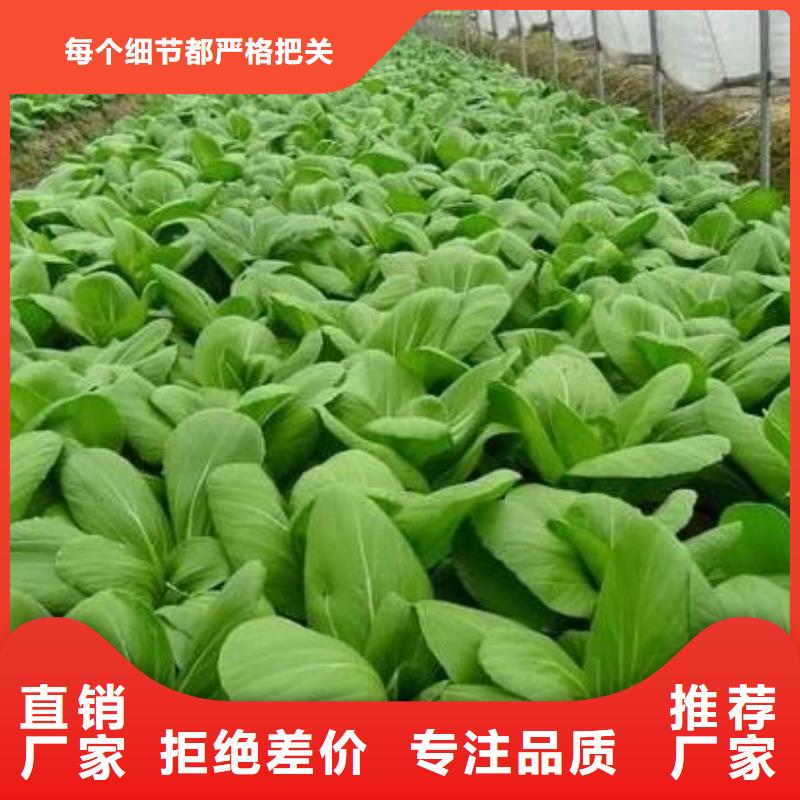 發(fā)酵雞糞破除土壤板結(jié)免費(fèi)寄樣