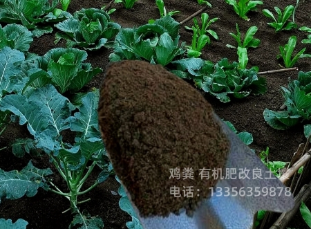 发酵羊粪增加大姜产量