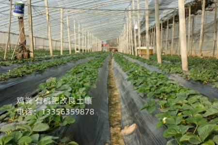 鸡粪有机肥为土壤