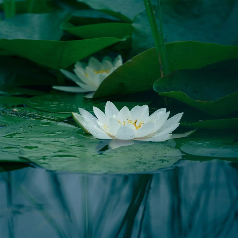 荷花苗精品荷花品牌企业