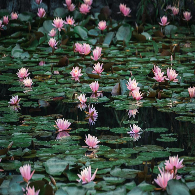 荷花苗荷花苗检验发货