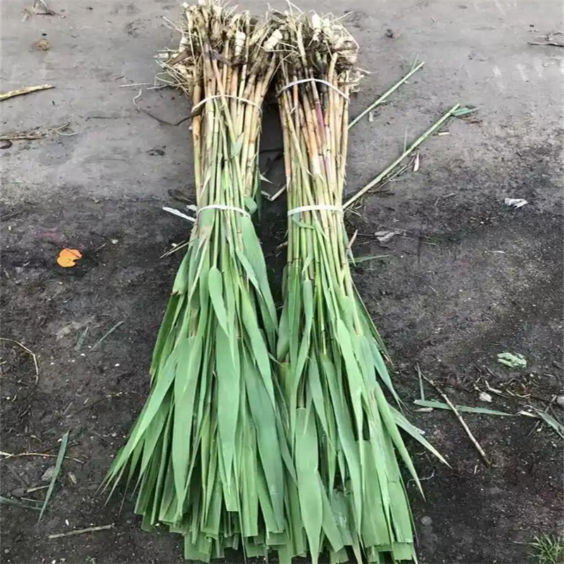 芦苇苗芦苇小苗市场行情