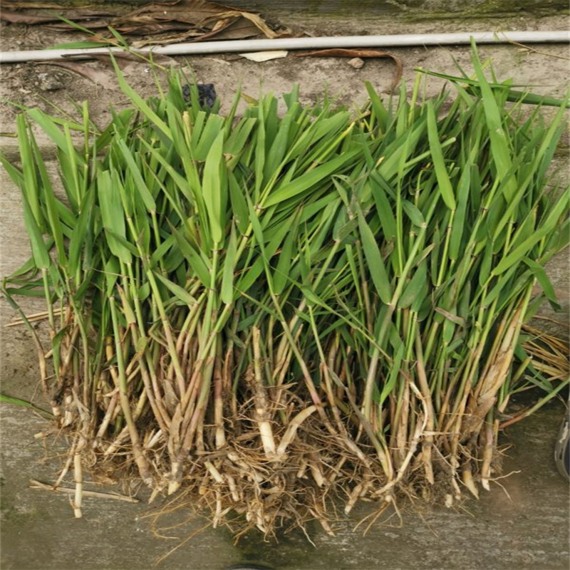 芦苇苗饲料用芦苇苗服务周到